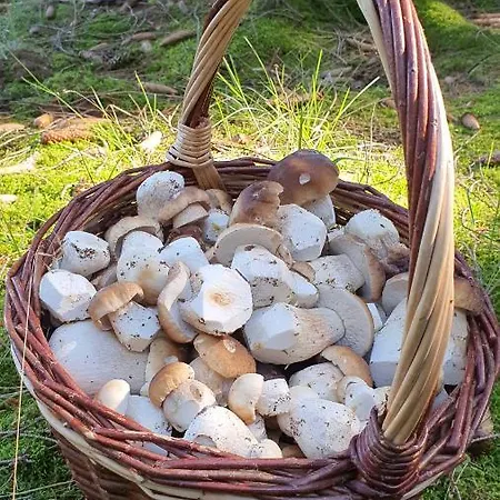 Magic House Under Arber Chalet *