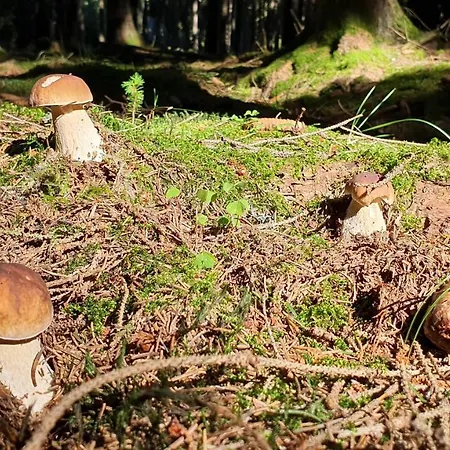 Magic House Under Arber *